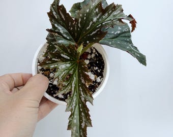 Begonia Sophie Cecile