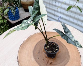 Variegated Alocasia 'Simpo' Plant| Rooted Live Plant | Collector Houseplant | California Grown