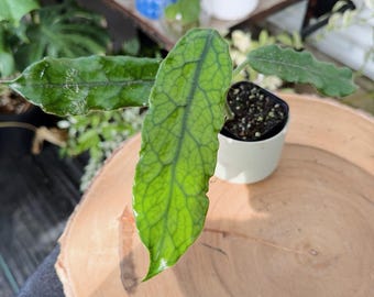 Hoya Globulosa Long Leaf Live Plant | Rare Veined Hoya | Rooted Collector Houseplant | California Grown