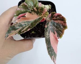Begonia Ginny Galaxy Variegated