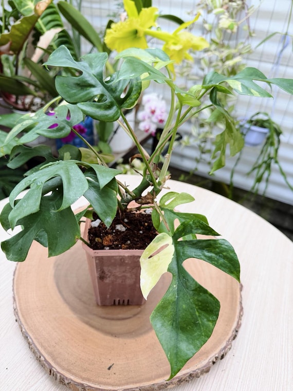 Variegated Rhaphidophora Tetrasperma Live Plant | Rare Mini Monstera | Rooted Collector Houseplant | California Grown