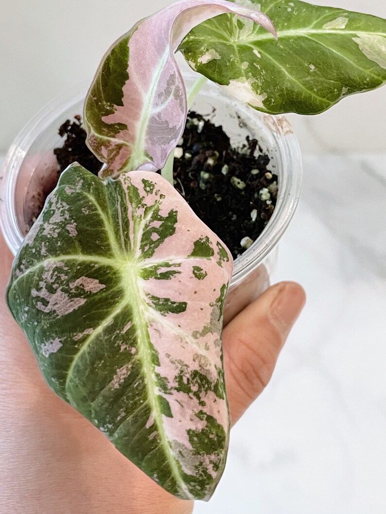 Alocasia Black Velvet Pink Variegated image 2