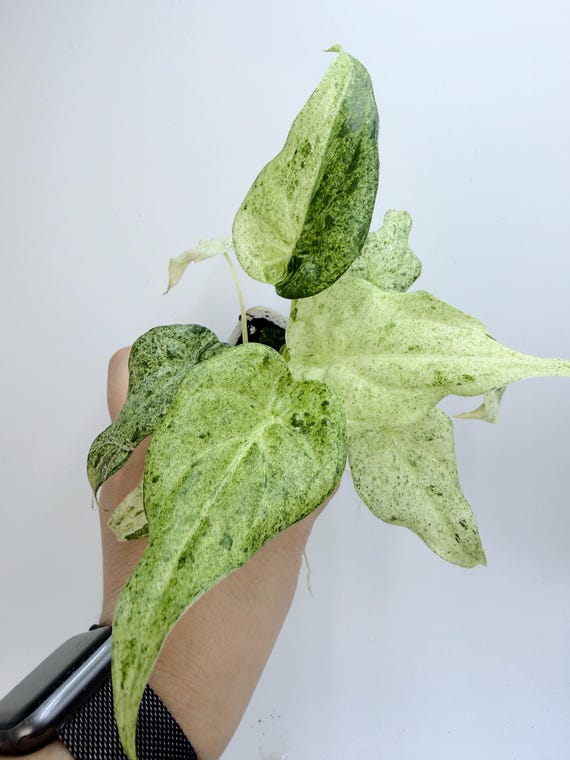 Allocate Portora Variegated| Rooted Live Plant | Collector Houseplant | California Grown