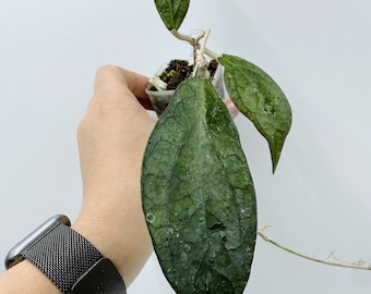 Hoya Polyneura Broget Hoya Polyneura Silver Fully Rooted Plant