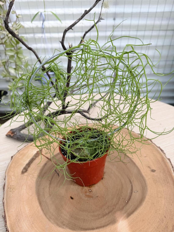 Climbing Onion Live Plant | Bowiea volubilis | Rare Caudiciform Plant | Collector Houseplant | California Grown