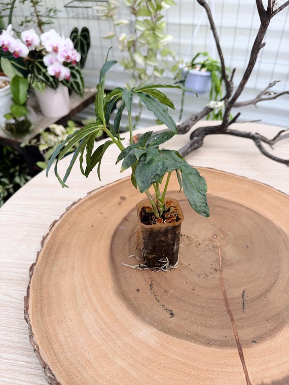 Anthurium Polyschistum Live Plant | Rare Finger Leaf Anthurium | Rooted Collector Houseplant | California Grown