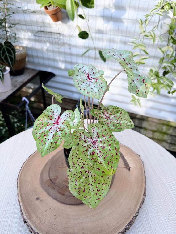 Rare Caladium Live Plant | Light Green Leaves with Red Spots | Rooted Collector Houseplant