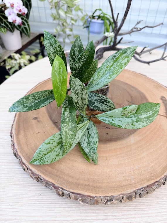 Hoya Pubicalyx Pink Silver Ghost Live Plant | Rare Splash Hoya | Rooted Collector Houseplant | California Grown