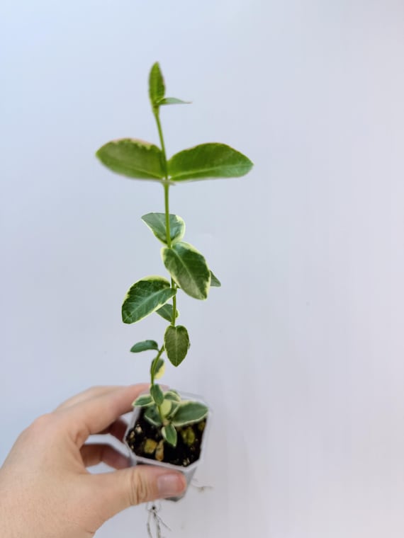 Hoya Cumingiana Albo | Rare Variegated Hoya | Rooted Live Plant | Collector Houseplant | California Grown