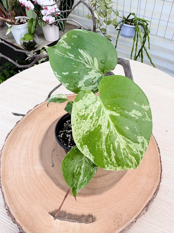 Monstera Bulbasaur Live Plant | Rare Monstera Collector Houseplant | California Grown