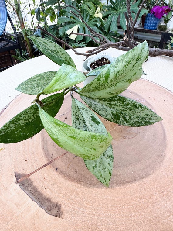 Hoya Pubicalyx Pink Silver Ghost Silver Live Plant | Rare Splash Rooted Collector Houseplant | California Grown