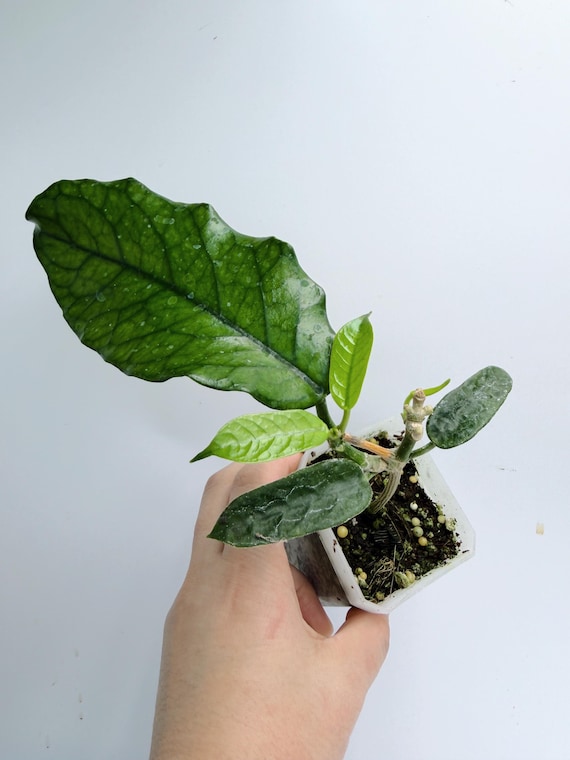 Hoya Globulosa Live Plant | Rare Wax Plant with Textured Leaves | Rooted Collector Houseplant | California Grown