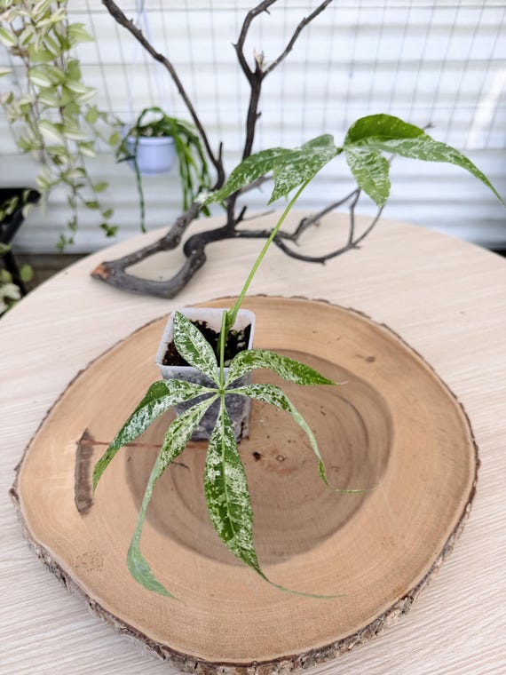 Variegated Money Tree Live Plant | Rare Variegated Pachira Aquatica | Indoor Plant Gift