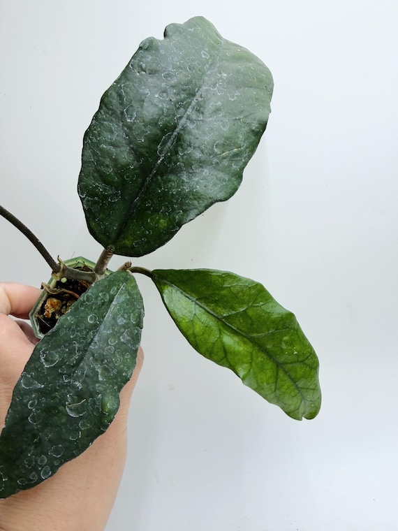 Rare Hoya Singapore Live Plant | Silver Splash Hoya Vine | Rooted Collector Houseplant