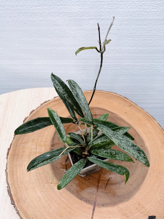 Hoya Minibelle Splash| Rooted Live Plant | Collector Houseplant | California Grown