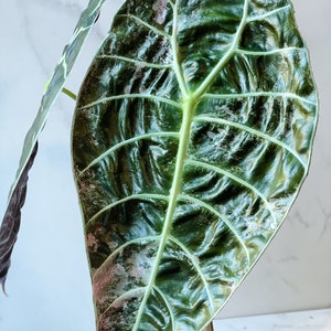 Alocasia Watsoniana Variegated Mother Plant image 6