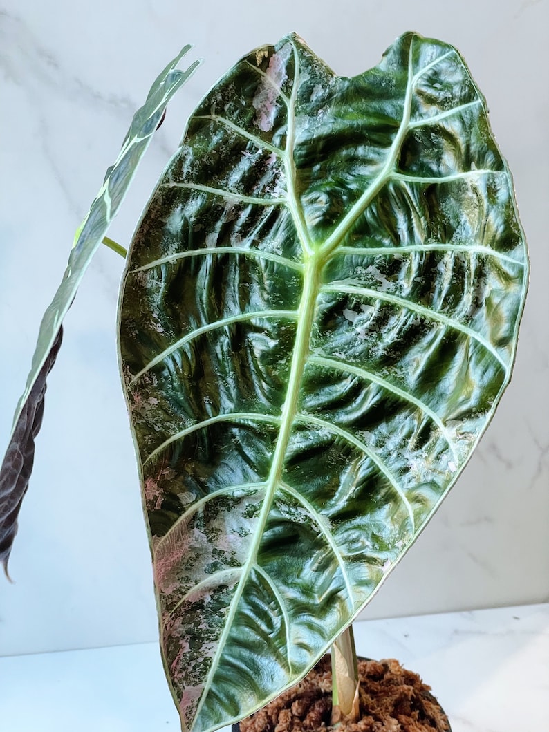 Alocasia Watsoniana Variegated Mother Plant image 6