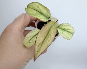 Philodendron Mican Mint Variegated
