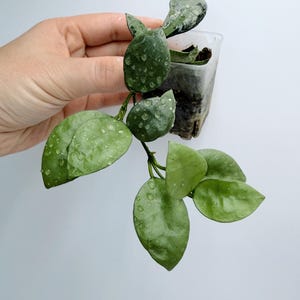 HUMINE フーミン YOSA Hoya Lacunosa Silver Mint Plant - Rare Indoor Vine - Etsy
