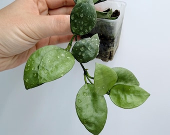 Hoya Lacunosa Silver Mint Plant - Rare Indoor Vine| Rooted Live Plant | Collector Houseplant | California Grown