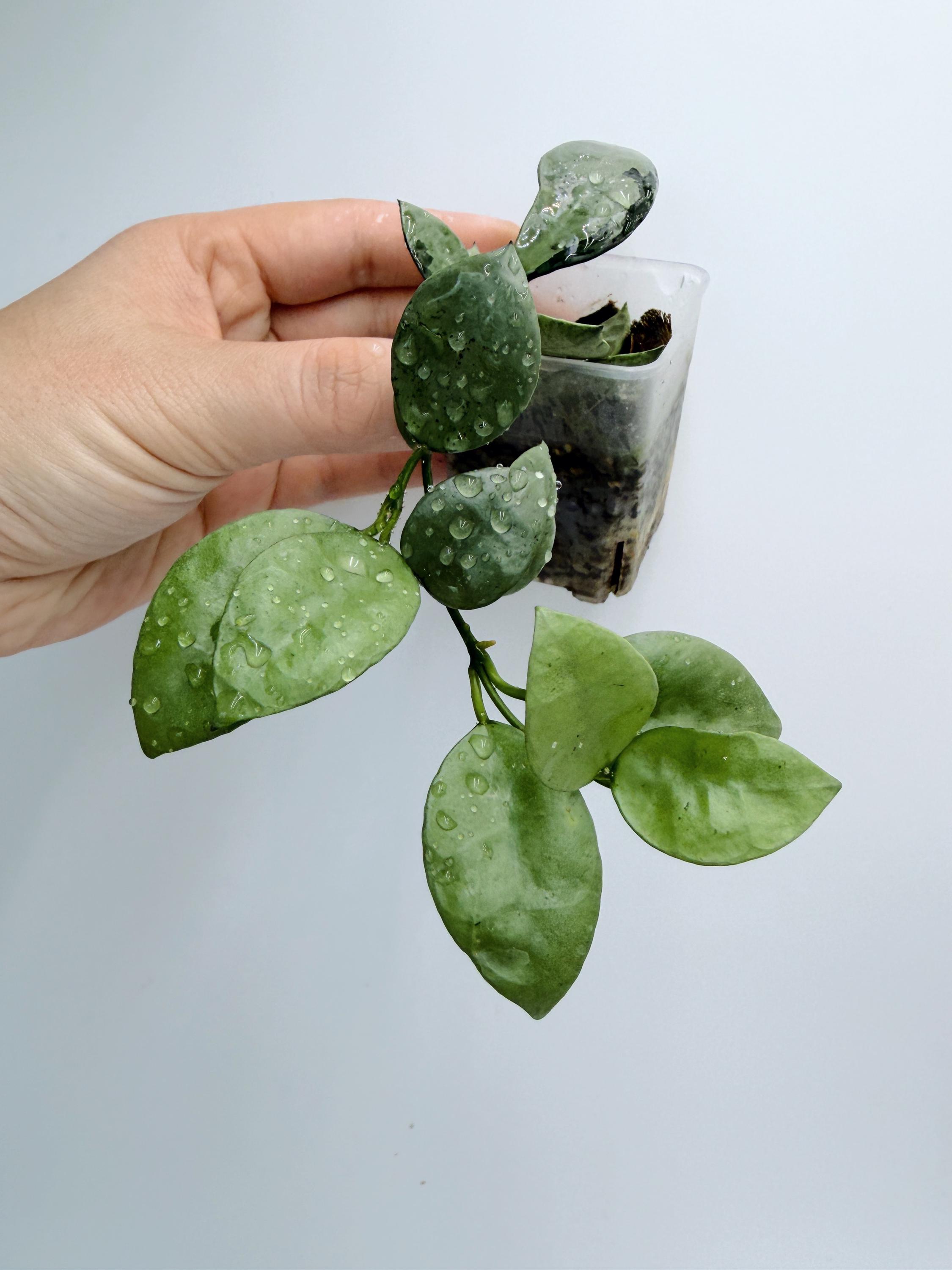 HUMINE フーミン YOSA Hoya Lacunosa Silver Mint Plant - Rare Indoor Vine - Etsy
