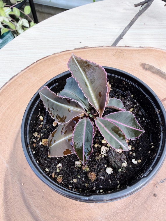 Labisia Electric Pink Live Plant | Rare Pink Foliage Collector Houseplant | California Grown