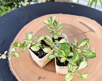 Hoya Heuschkeliana Variegata: Compact Tropical Vine - Variegated Leaves| Rooted Live Plant | Collector Houseplant | California Grown
