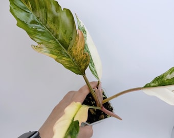 Philodendron Caramel Marble, Rare Indoor Plant (Compact Size)
