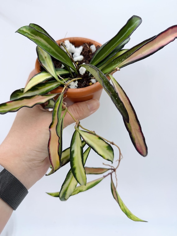 Hoya Wayetii Variegated Live Plant | Rare Cream Green Trailing Hoya | Rooted Collector Houseplant | California Grown