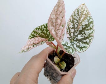 Snow Capped Begonia Plant: Variegated Leaves, Rare Houseplant