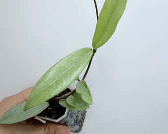 Hoya Wilbur Graves Silver