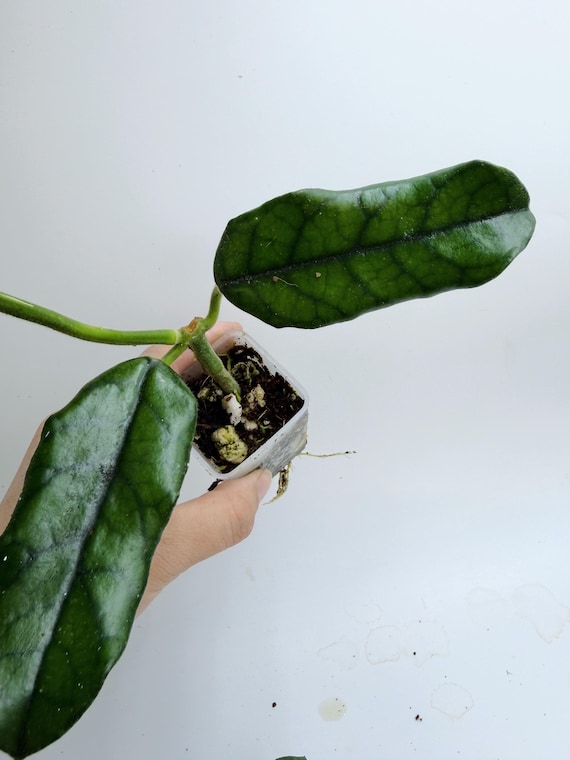 Hoya Globulosa (long leaf)| Rooted Live Plant | Collector Houseplant | California Grown
