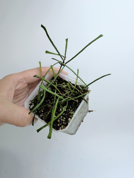Hoya Retusa | Rare Grass-Leaf Hoya | Rooted Live Plant | Collector Houseplant | California Grown