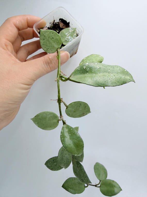 Hoya Lacunosa Silver Mint - Rare Hanging Houseplant| Rooted Live Plant | Collector Houseplant | California Grown