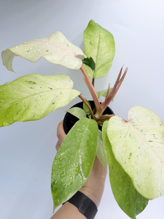 Philodendron Snow Drift: Rare Variegated White and Green Leaves| Rooted Live Plant | Collector Houseplant | California Grown