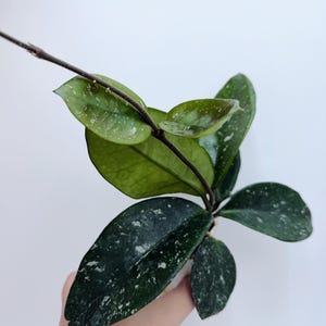 Hoya Lacunosa Silver Full Moon - Etsy