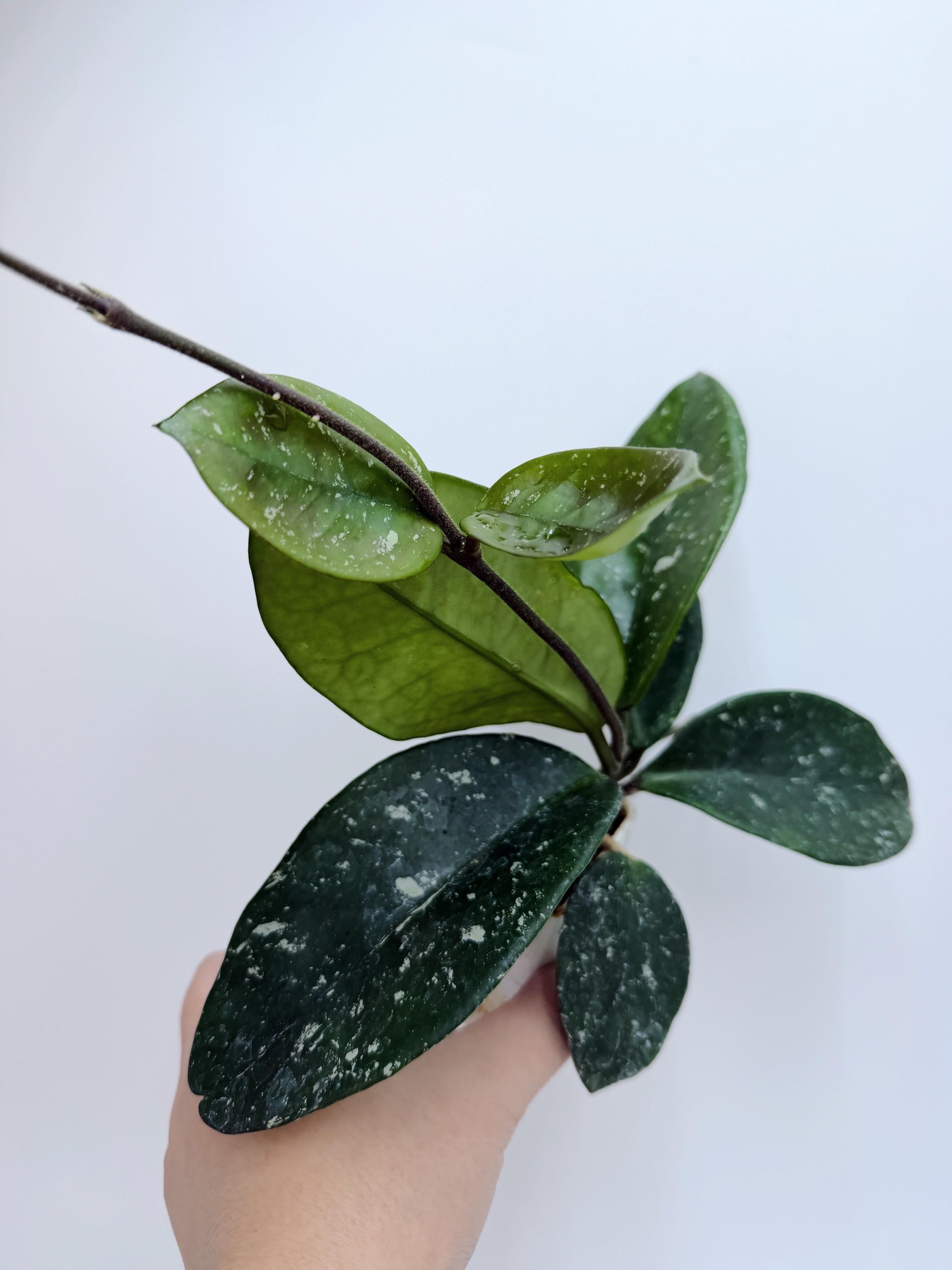 の*ち様 0519 Hoya lacunosa silver full moon Hoya Lacunosa Silver