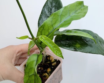 Hoya Globulosa (long leaf)| Rooted Live Plant | Collector Houseplant | California Grown