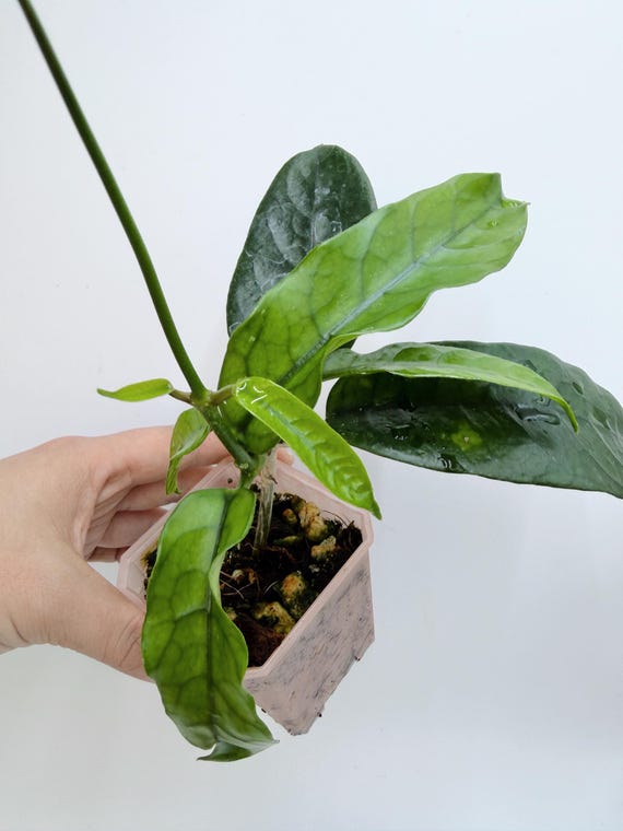 Hoya Globulosa Live Plant | Rare Long Leaf Hoya | Rooted Collector Houseplant | California Grown