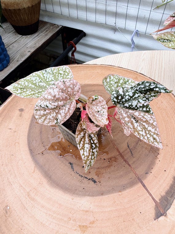 Begonia Snow Capped Pink #32 | Rare Variegated Rooted Begonia Live Plant | Collector Houseplant | California Grown
