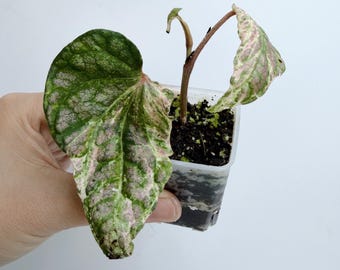 Piper Sylvaticum Variegated