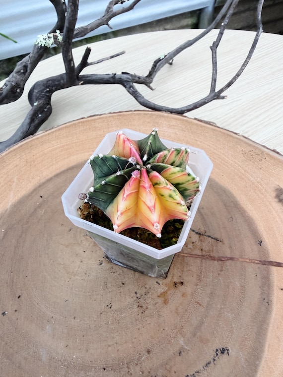 Rare Gymnocalycium Mihanovichii Variegated Live Plant | Moon Cactus | Rooted Collector Succulent
