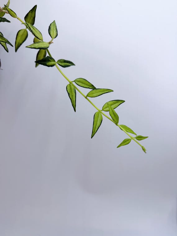 Hoya Bella Live Plant | Rare Variegated Hoya Bella | Rooted Collector Houseplant | California Grown