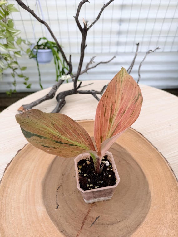 Kaempferia pulchra Variegated| Rooted Live Plant | Collector Houseplant | California Grown