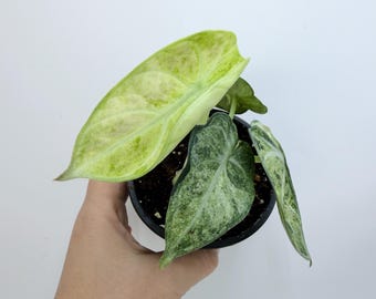 Alocasia Ninja Mint