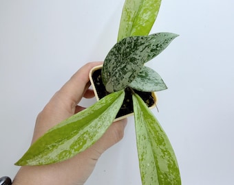 Hoya Pubicalyx Pink Silver Ghost: Variegated Indoor Plant (Rare, Easy Care)