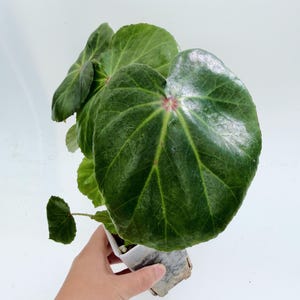 Begonia Rouge Variegated - Etsy