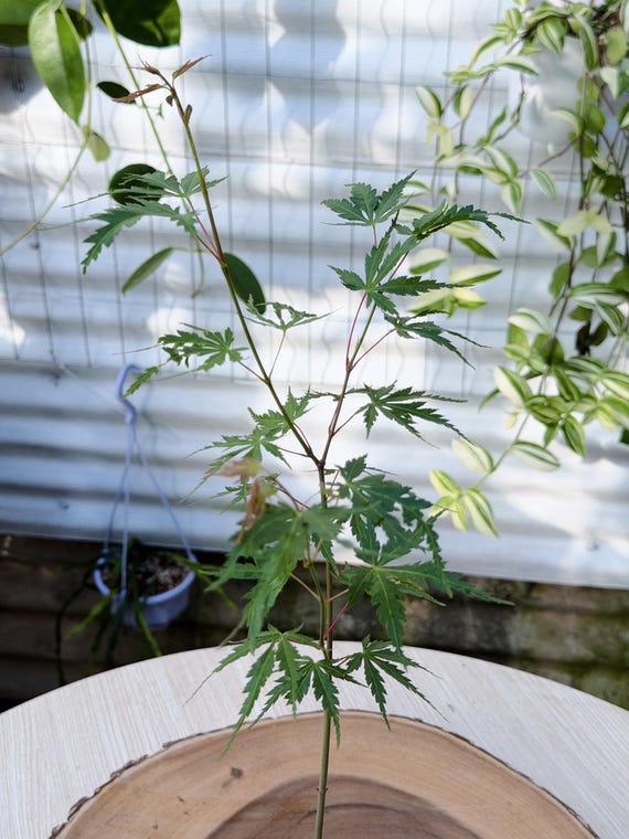Acer Palmatum Seiryu Japanese Maple Live Plant | Rare Laceleaf Maple Tree | Rooted Collector Plant | California Grown