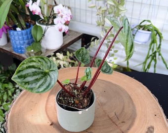 Variegated Watermelon Peperomia Live Plant | Rare Variegated Peperomia | Rooted Collector Houseplant | California Grown