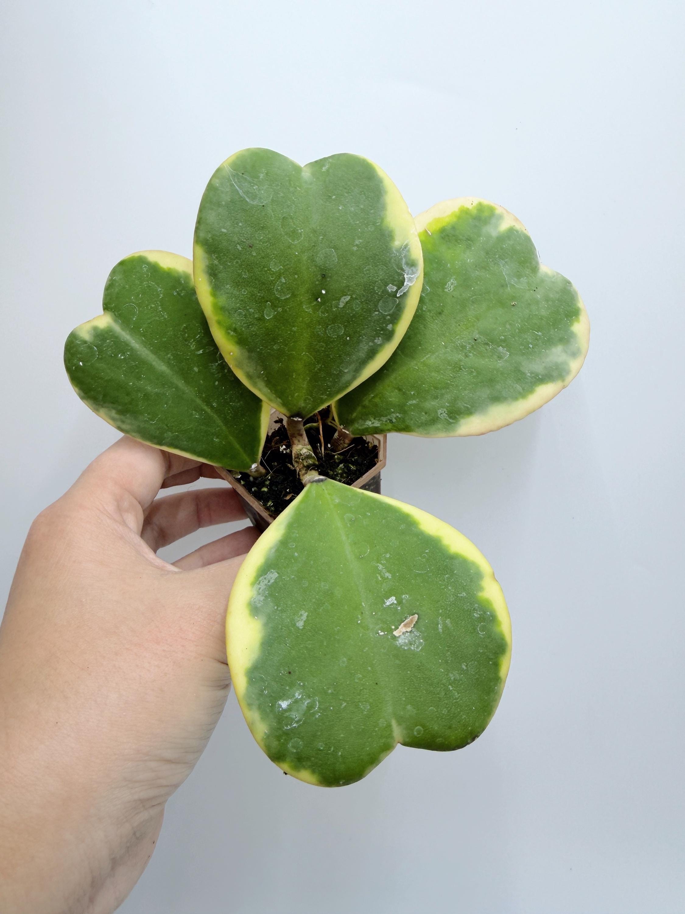 Hoya Lyi Noid - Etsy